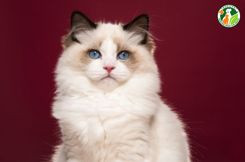 Mèo đẹp nhất thế giới