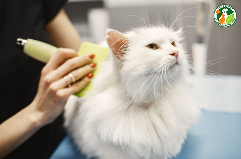 Mèo đẹp nhất thế giới