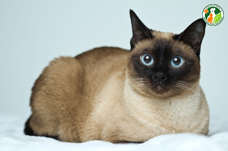 Mèo đẹp nhất thế giới