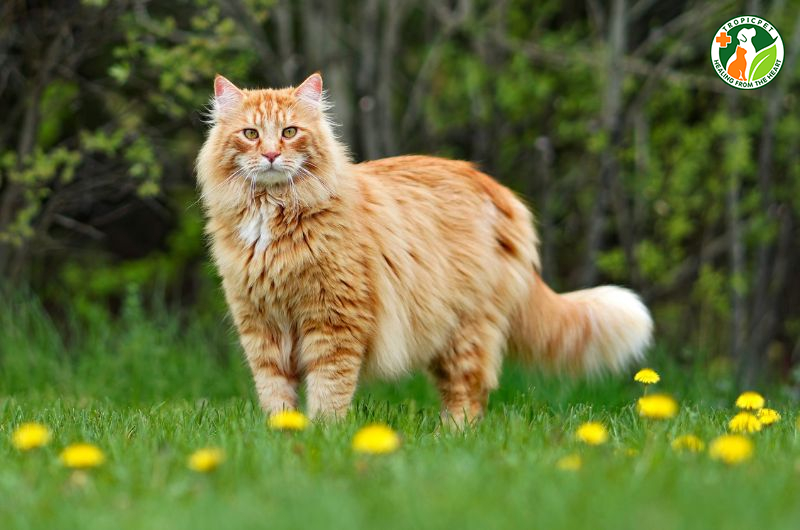 Mèo đẹp nhất thế giới