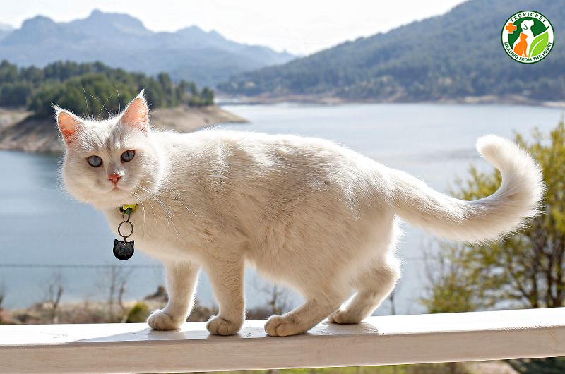 Mèo đẹp nhất thế giới