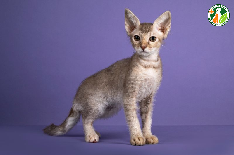 Mèo đẹp nhất thế giới