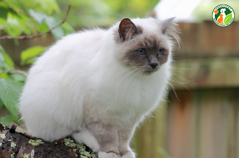 Mèo đẹp nhất thế giới