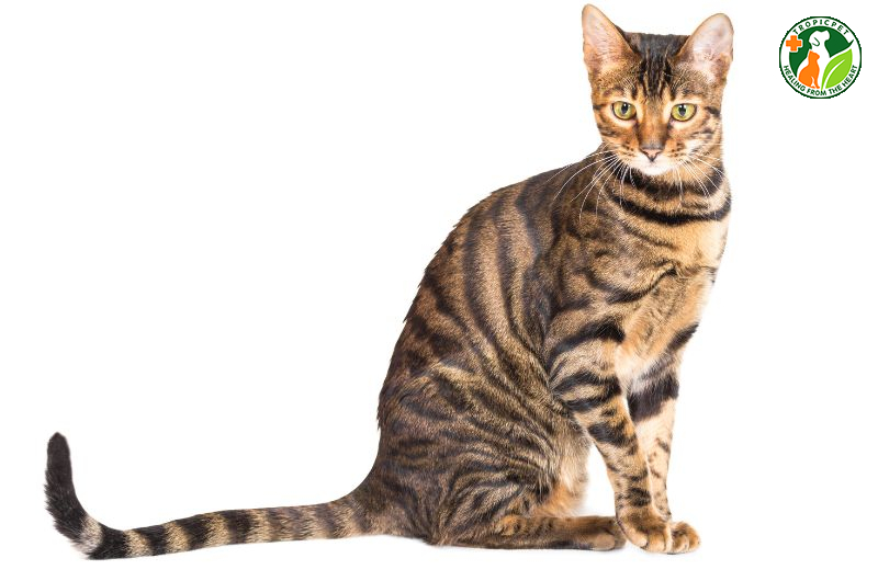 Mèo đẹp nhất thế giới