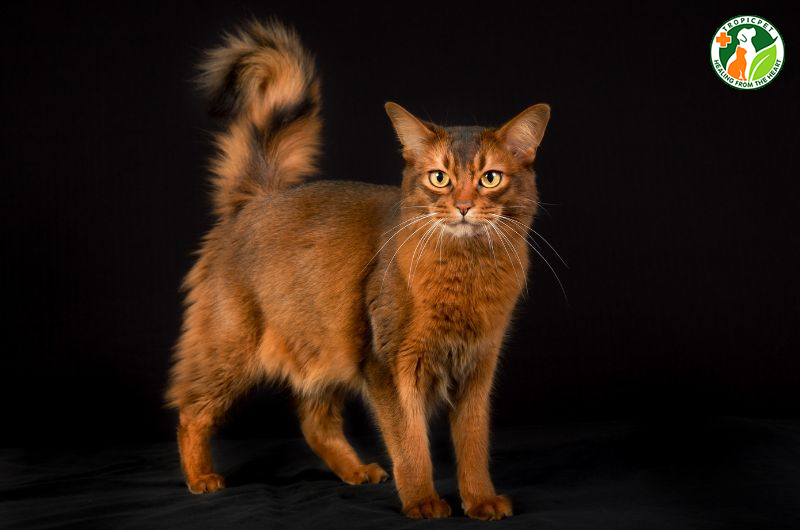 Mèo đẹp nhất thế giới