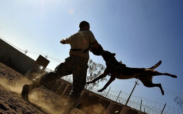 Mơ bị chó cắn là điềm báo gì? Lành hay dữ? Con số may mắn liên quan