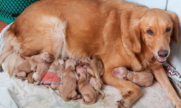 Kỹ thuật và mô hình nuôi chó sinh sản làm giàu