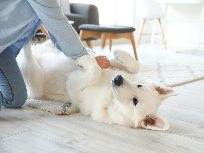 chơi đùa với chó trắng