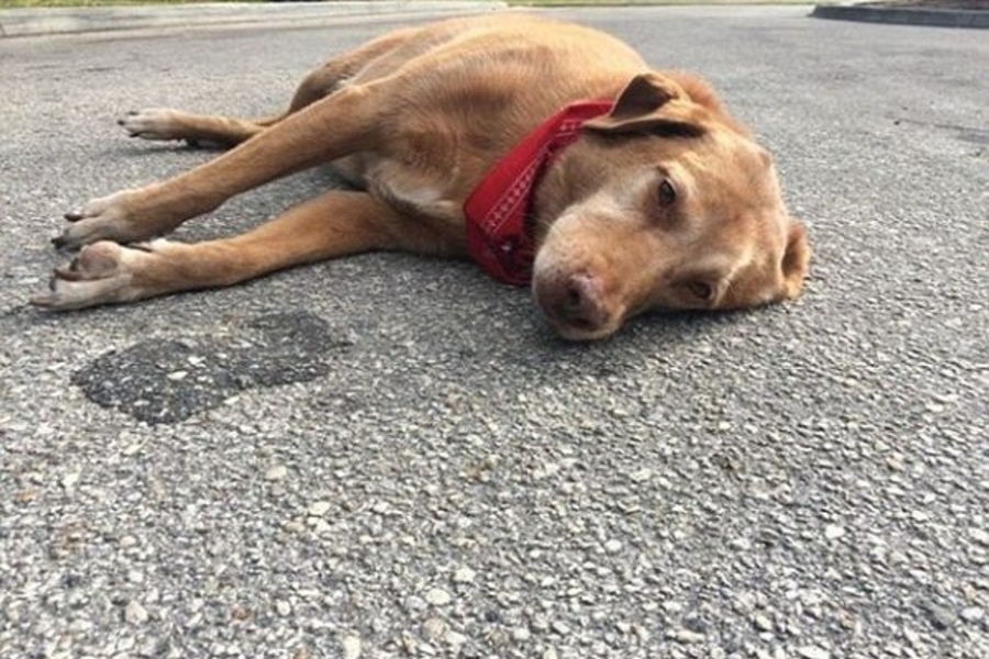 Một giải đáp nữa cho thắc mắc chó bị chết là điềm gì chính là điềm báo về các mối quan hệ.