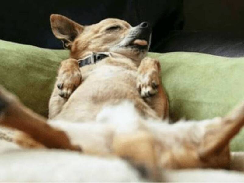 Từ xưa tới nay, mọi người thường truyền tai nhau những điềm báo về cái chết đột ngột của chó.