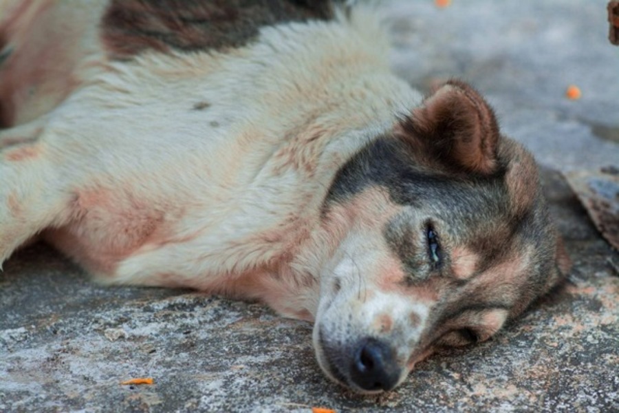 Chó bị chết là điềm gì? Nhà có chó bị chết có sao không?