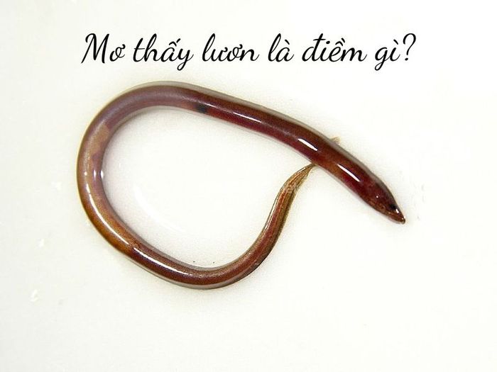 Giải mã giấc mơ thấy lươn: Những điềm báo và con số đem lại vận may