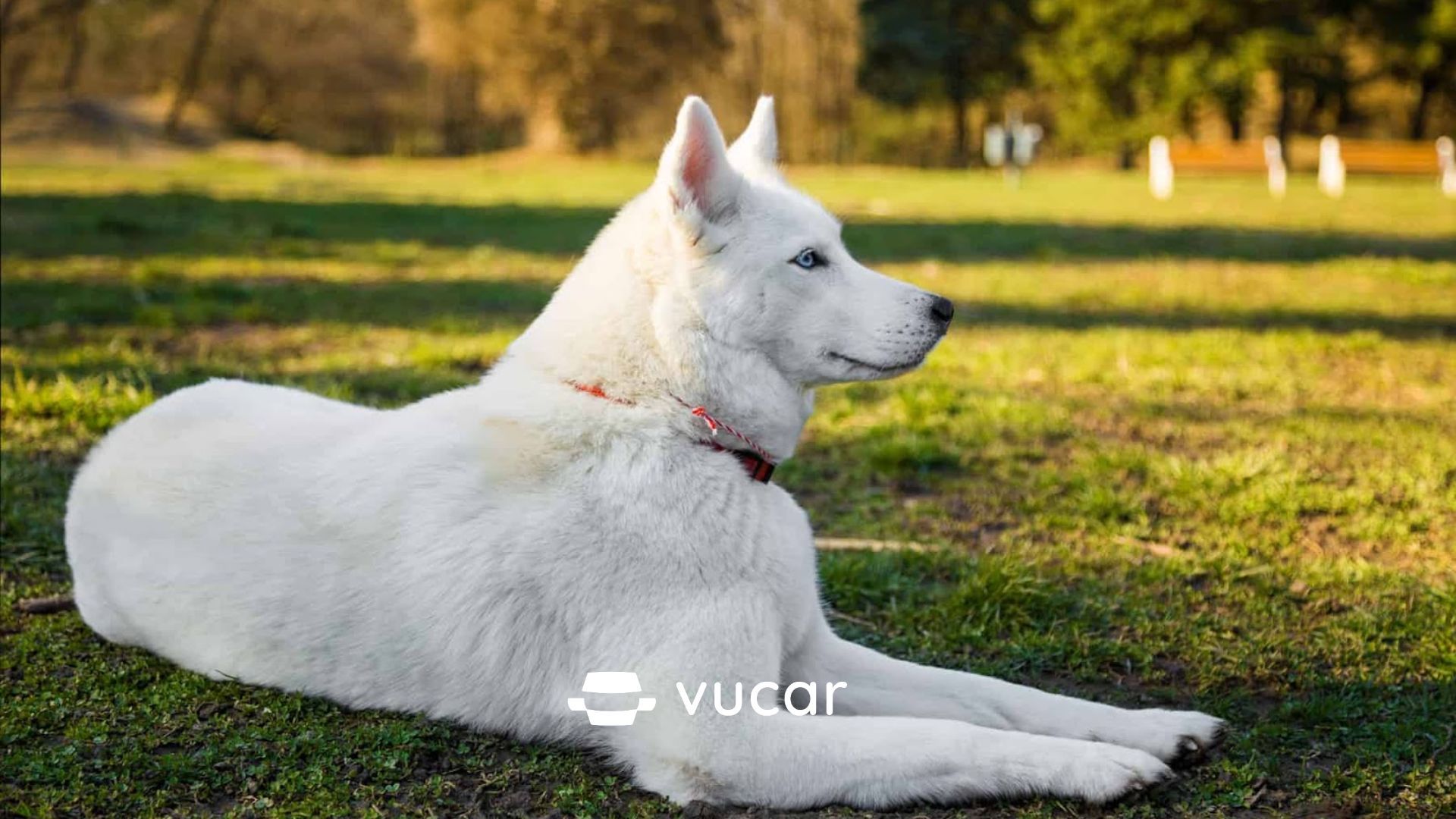 Mơ Thấy Chó Màu Vàng