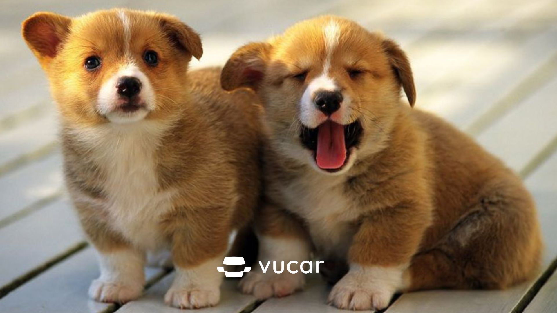 mơ thấy chó trắng