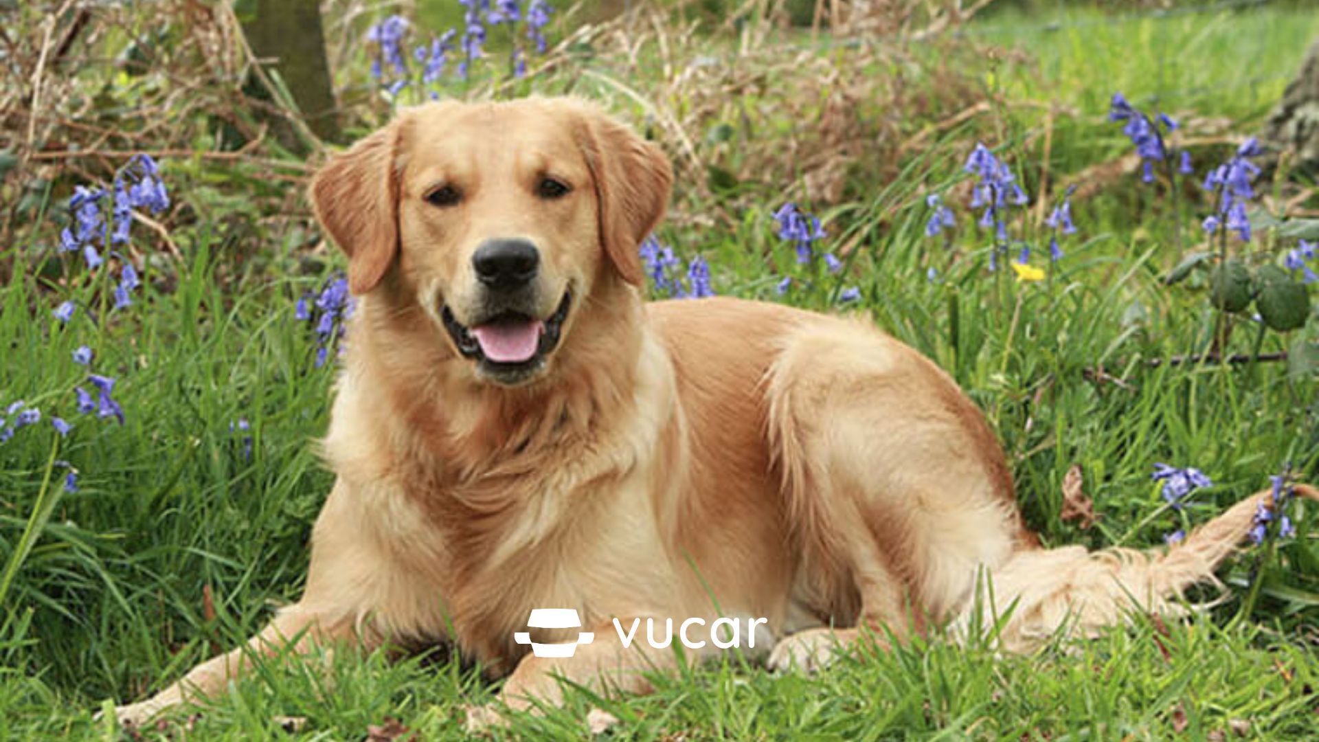 mơ thấy chó cắn điềm gì?