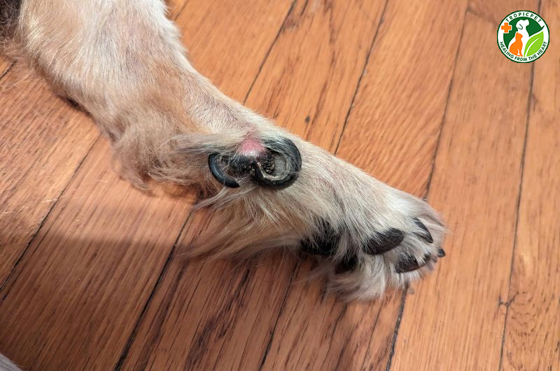 Huyền đề là gì