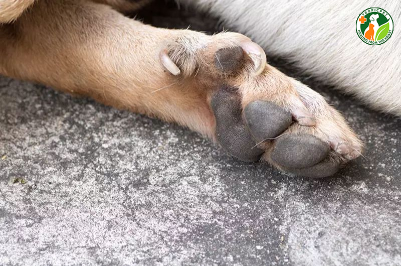 Huyền đề là gì