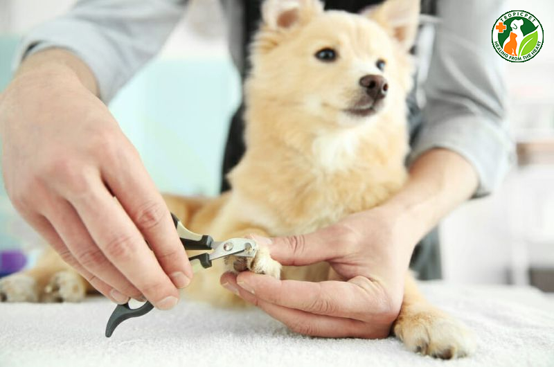 Huyền đề là gì