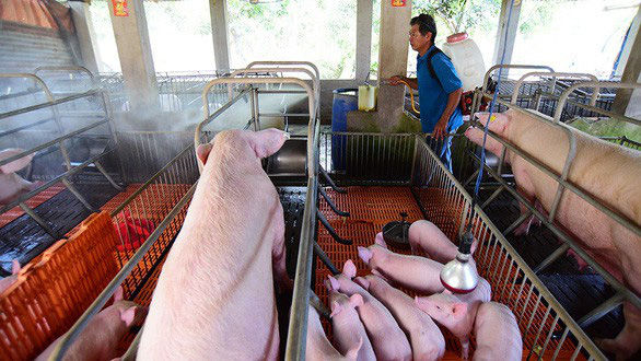 Thương lái lùng mua lợn đẹp, miền Nam khan heo lớn