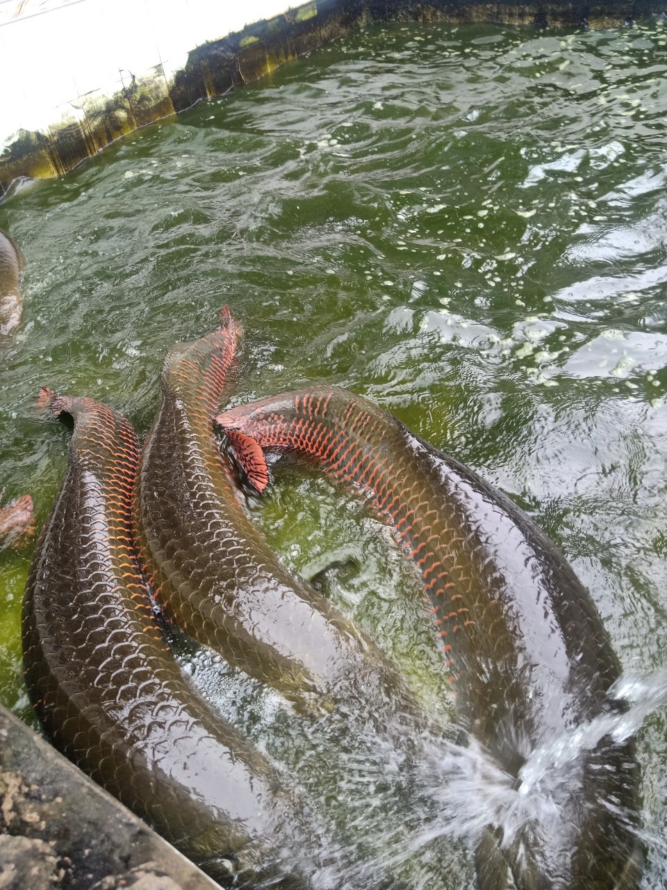 bắt cá hải tượng