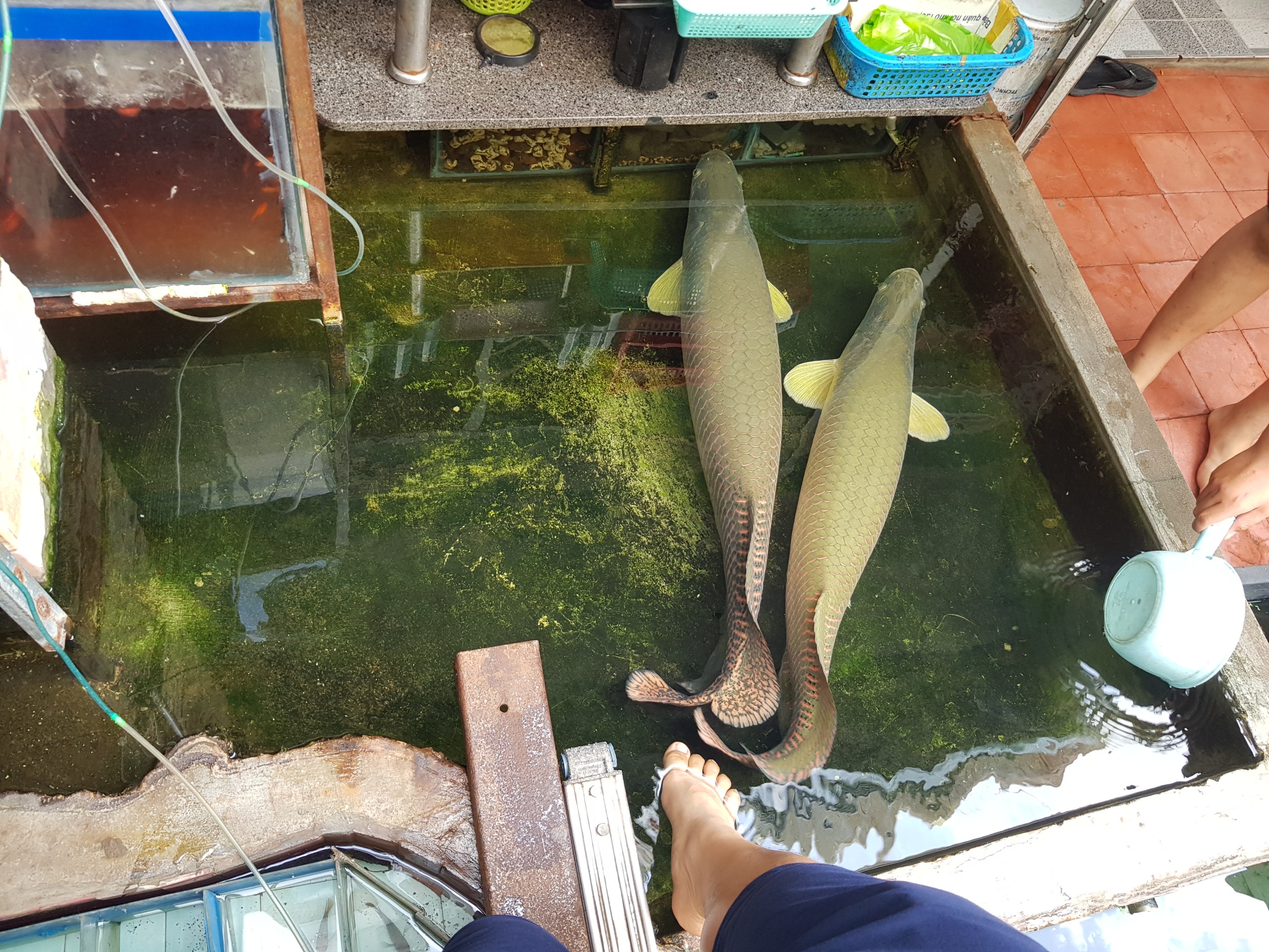 Cá Hải Tượng Long