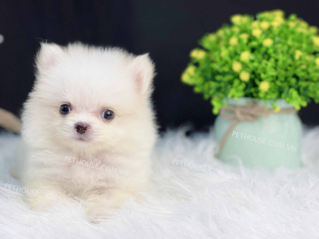 Chó Phốc Sóc Teacup trắng mã PS415