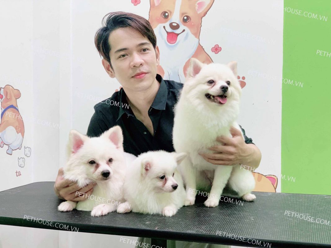 Chó Phốc sóc giá 1 triệu, 500k, 250k mua ở đâu?