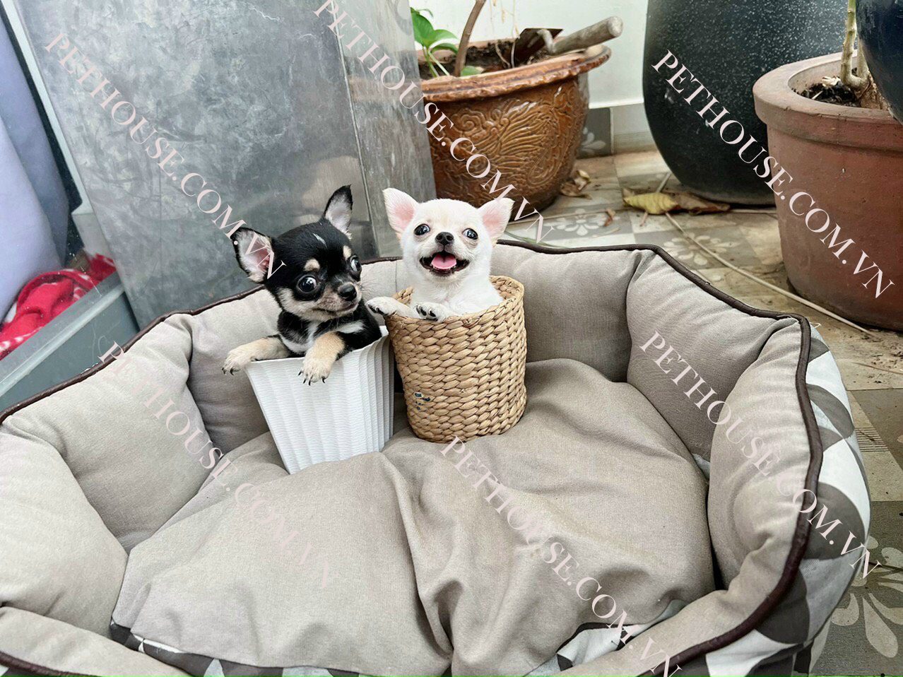 Chó Chihuahua tại PetHouse