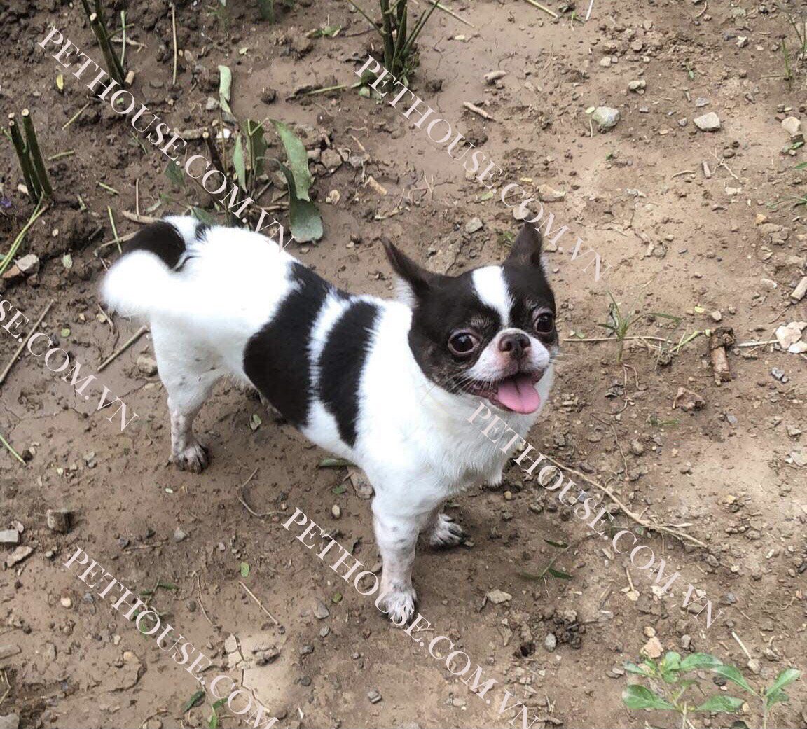 Chó Chihuahua trưởng thành ( nguồn sưu tầm )