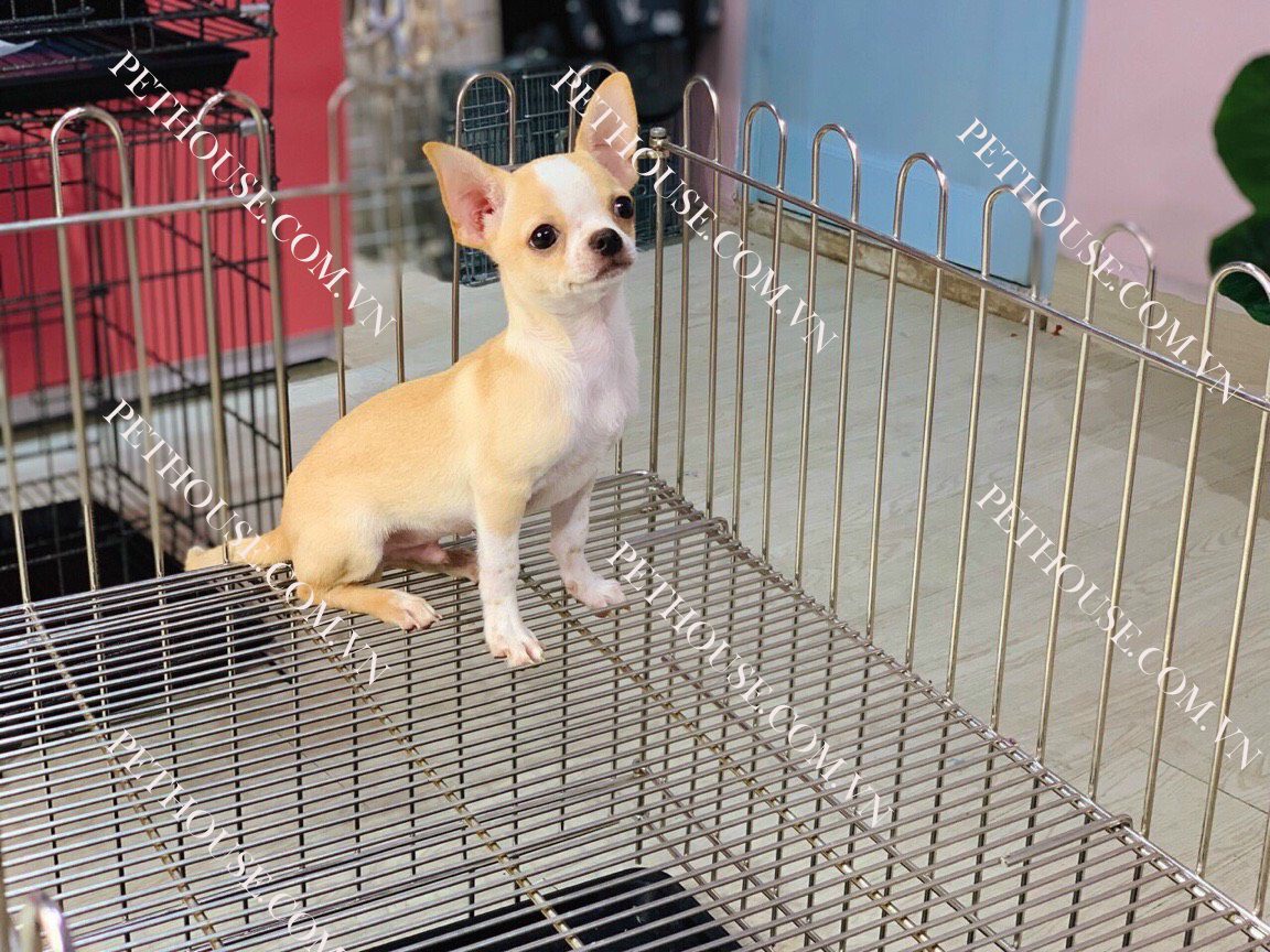Chó Chihuahua tại PetHouse