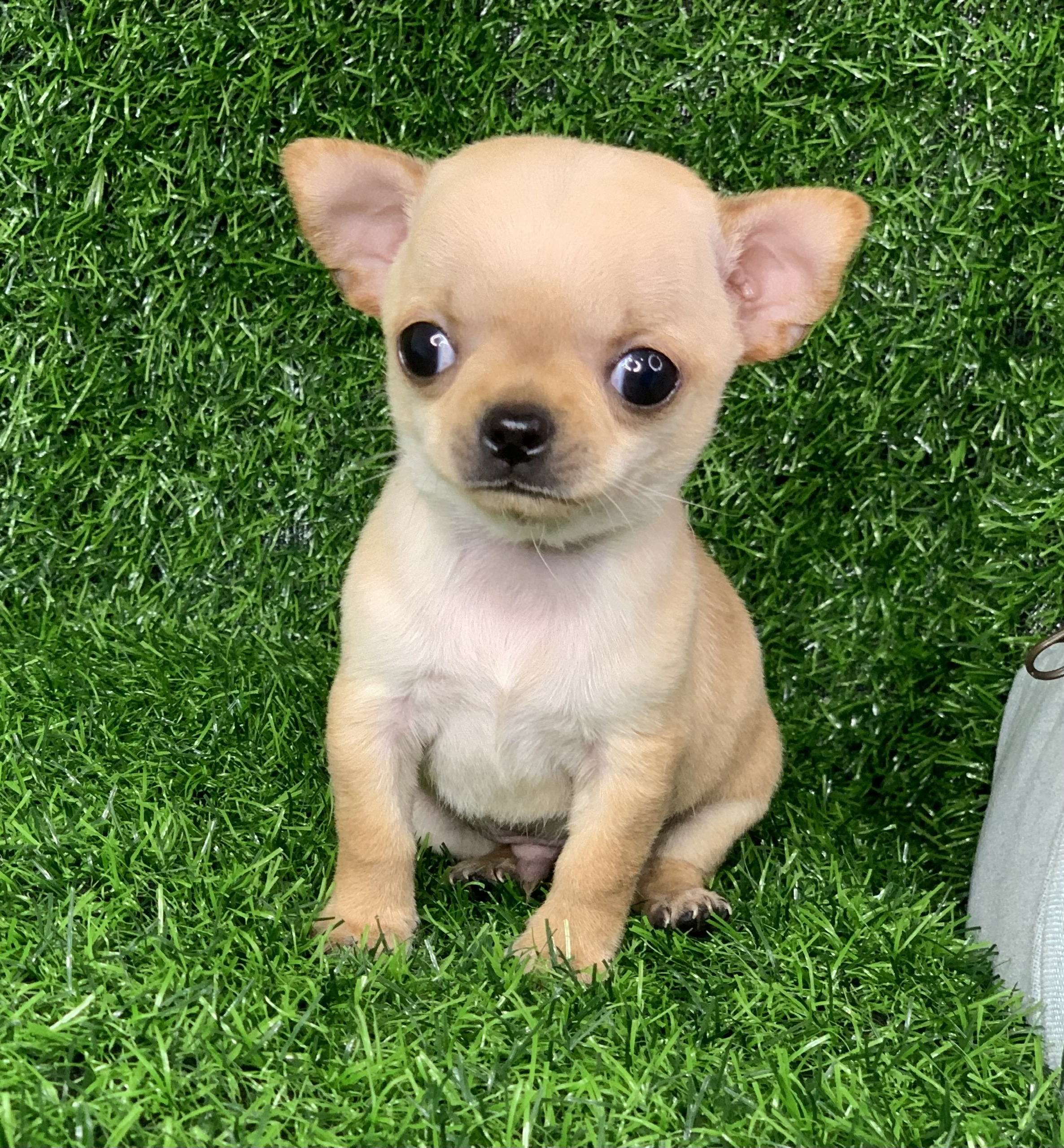 Chú Chó Chihuahua Teacup đầu táo siêu đáng yêu