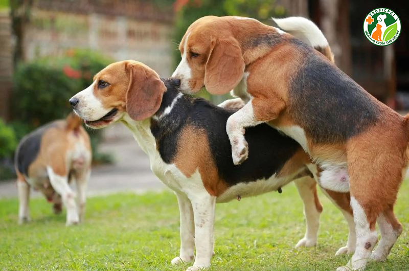 Chó đực tới mùa phải làm sao