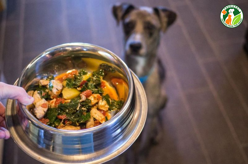 Chó đực tới mùa phải làm sao