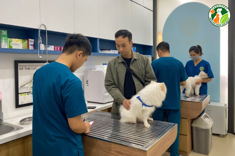 Chó đực tới mùa phải làm sao