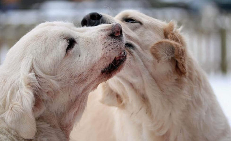 Những điều lưu ý khi đến mùa động dục