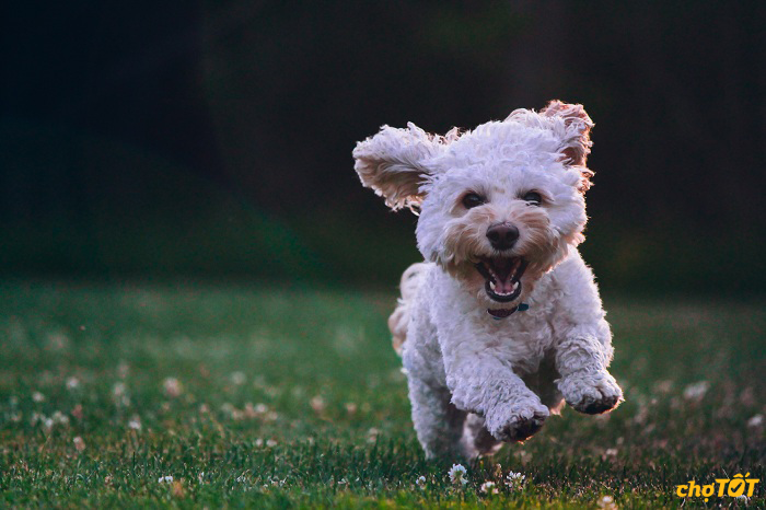 Đặc điểm tính cách chó Poodle