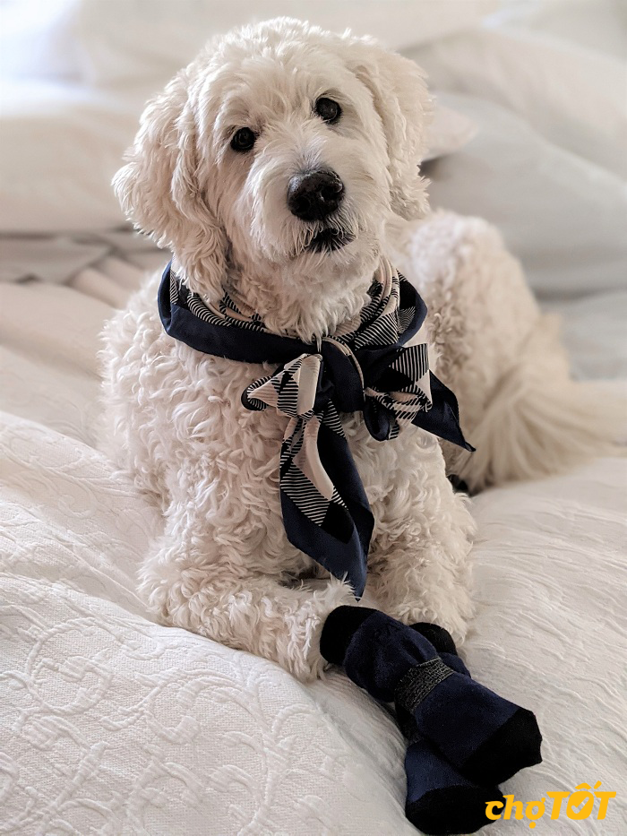 Địa điểm mua chó Poodle uy tín