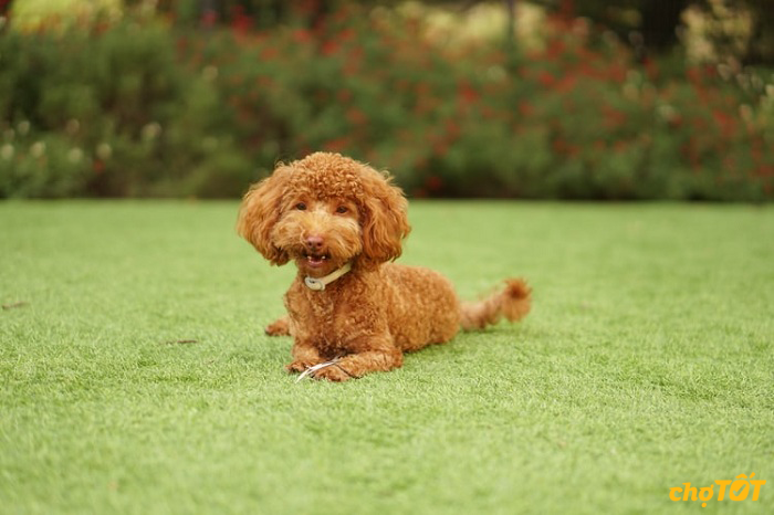 1.715 chó Poodle thuần chủng thông minh giá rẻ 2025