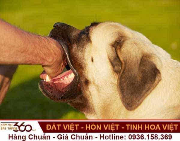 Nằm Ngủ Mơ Bị Chó Cắn Đánh Con Gì Để Trúng Lớn?