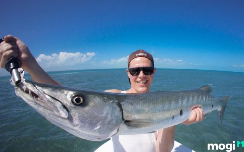 Mơ Thấy Bắt Cá Là Điềm Gì? Giải Mã Điềm Báo & Con Số May Mắn