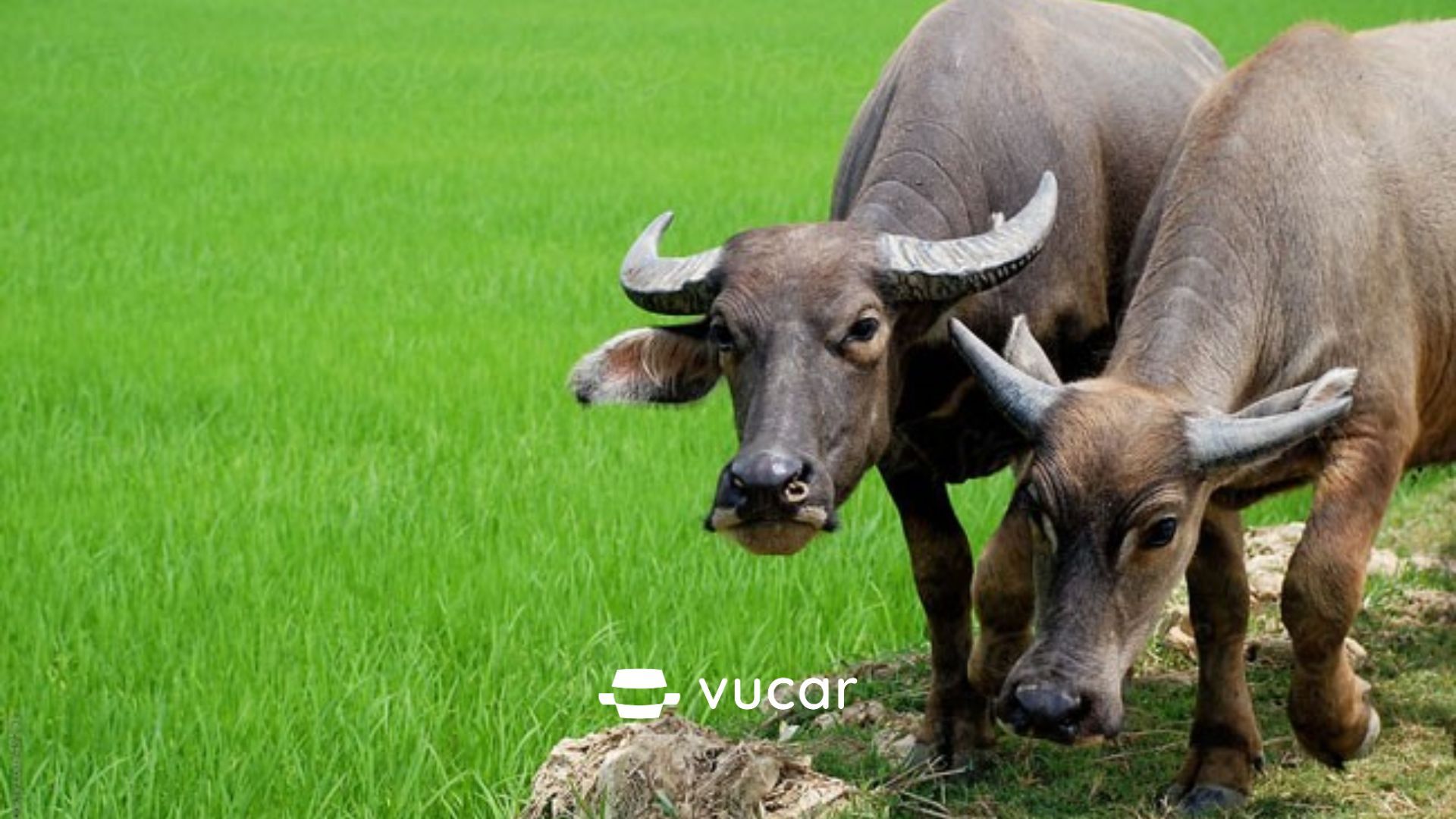 giải mã giấc mơ về trâu