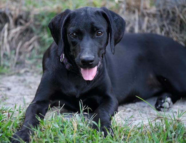 Mơ thấy chó đen