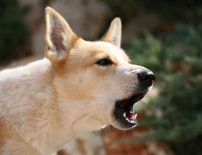 Nằm mơ thấy chó sủa