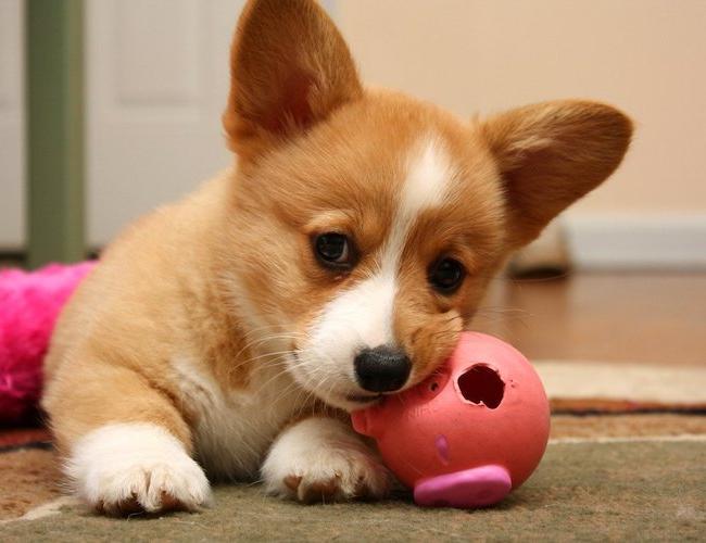 Nằm mơ thấy chó đánh số mấy