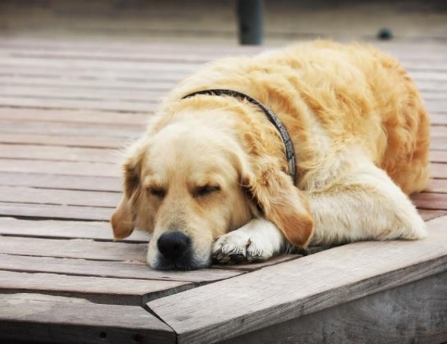 Nằm Mơ Thấy Chó Hên Hay Xui, Đánh Số Gì?