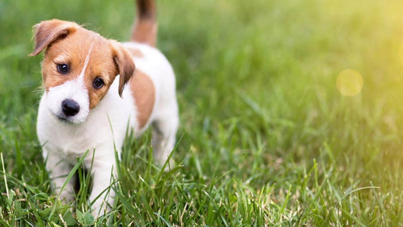 Nằm mơ thấy chó điềm báo gì? Con số may mắn liên quan