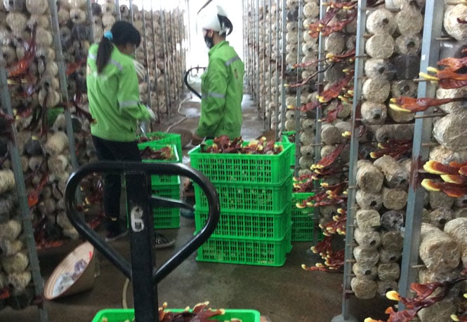 'Tứ quý' Thái Nguyên: (Bài 2) Nấm Phú Gia