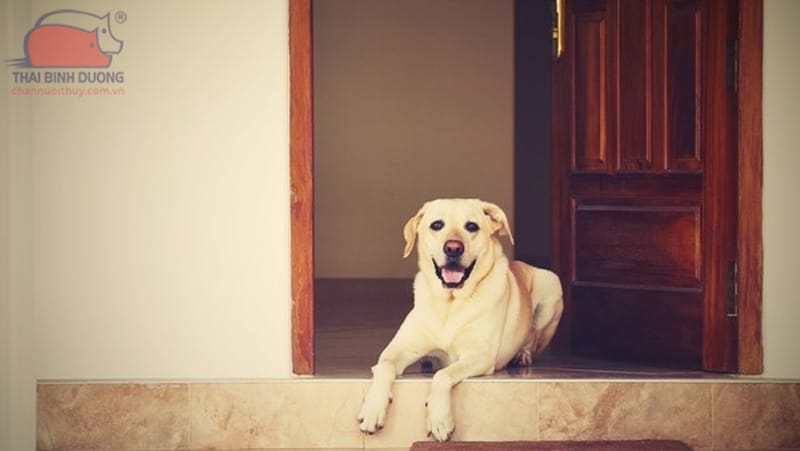chó canh nhà