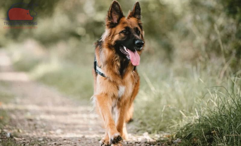 chó German Shepherd