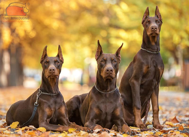 chó Doberman Pinscher 